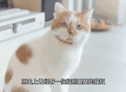 九游娱乐官网入口-历史级黑哨，SGA，被骂惨了？