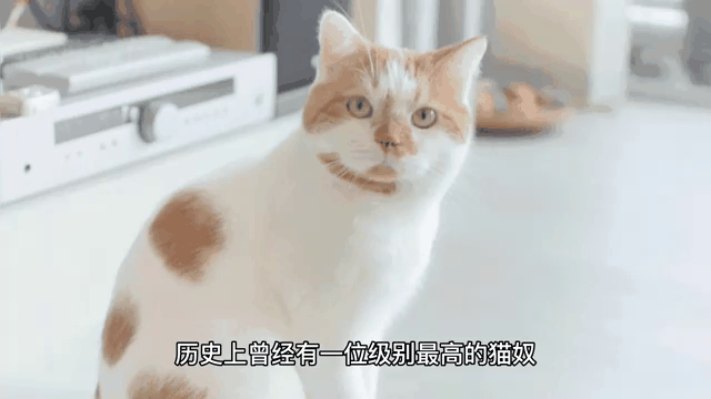 历史级黑哨，SGA，被骂惨了？